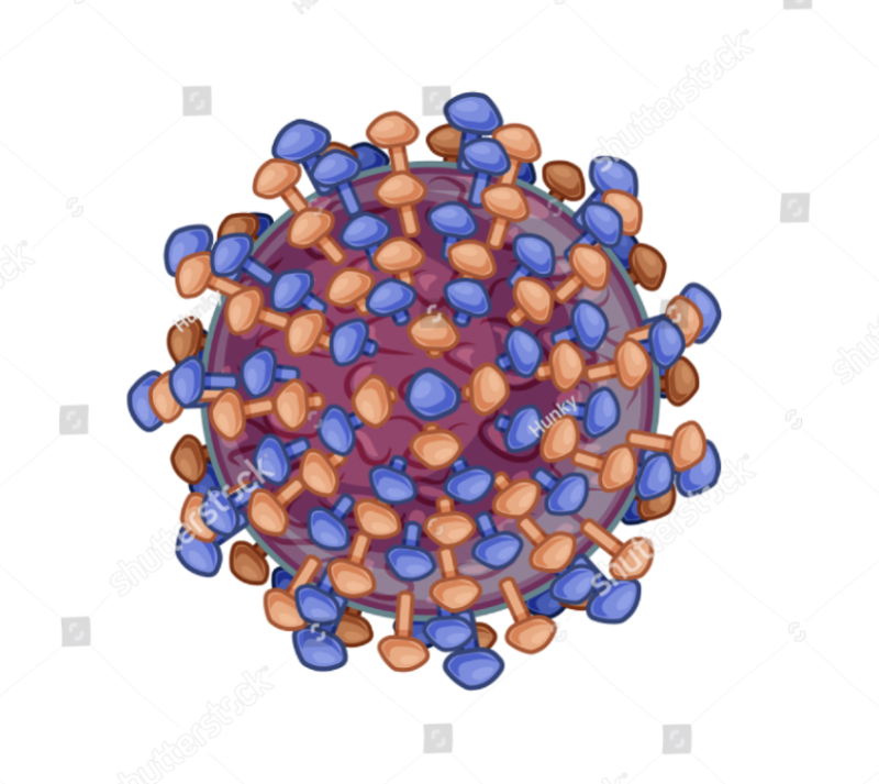 HEPATITIS C VIRUS